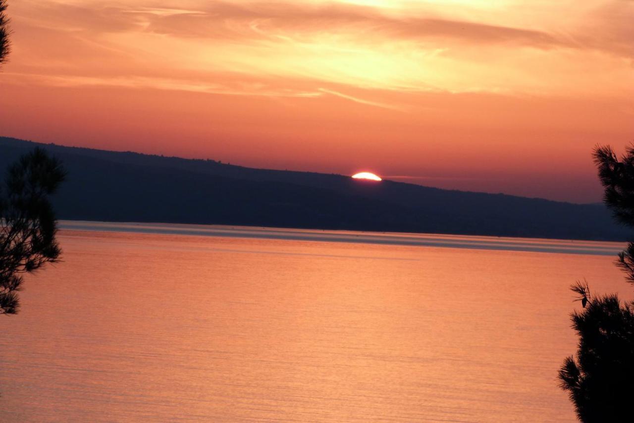 Nedo Dalmatia *